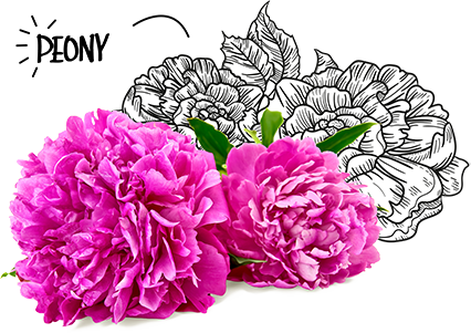 BIO-Center ZANN - 833