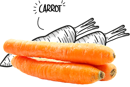 BIO-Center ZANN - 1964